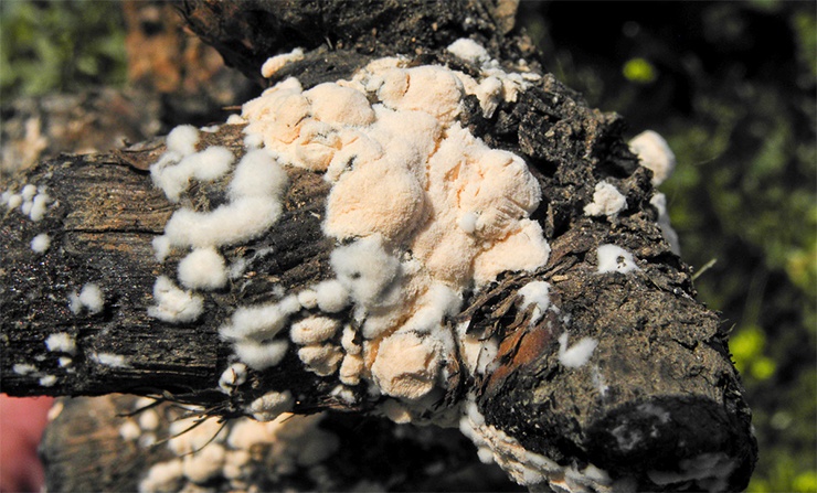 Нейроспора густая