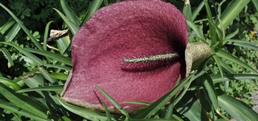 Геликодицерос мусциворус