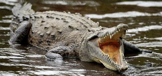 Нильский крокодил