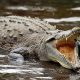 Нильский крокодил
