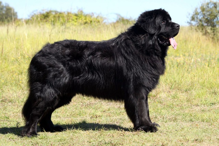порода Ньюфаундленд