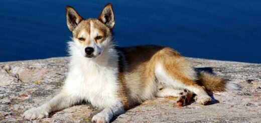 Норвежский лундехунд