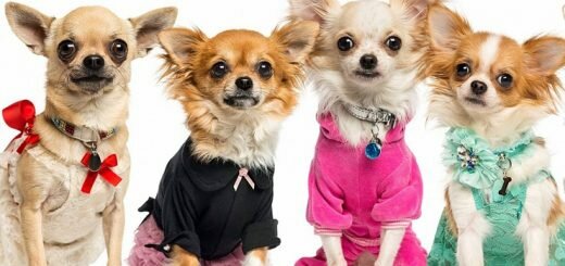 Одежда для животных