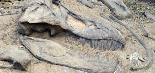 Окаменелости динозавров