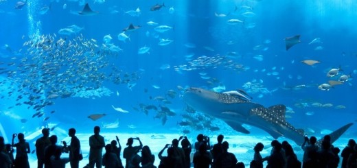 Океанариум Тюрауми