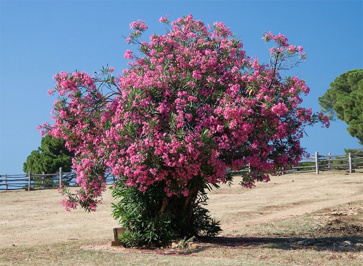 Олеандр
