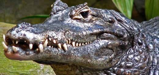 Парагвайский кайман