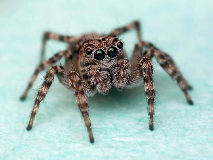 Пауки-скакунчики