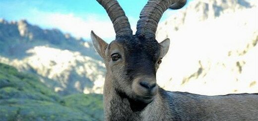 Пиренейский козерог