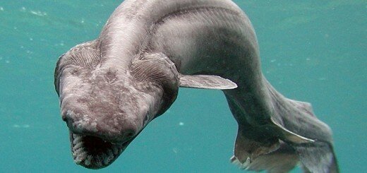 Плащеносная акула