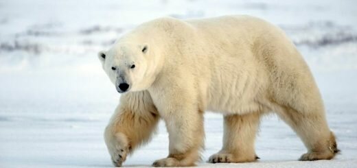 Полярный медведь