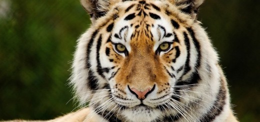 Полосы тигра