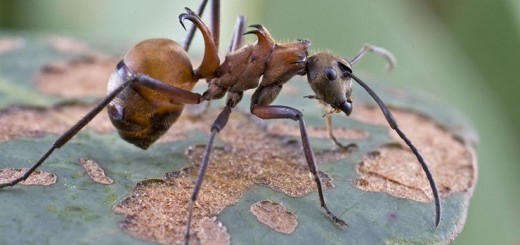 Polyrhachis bihamata