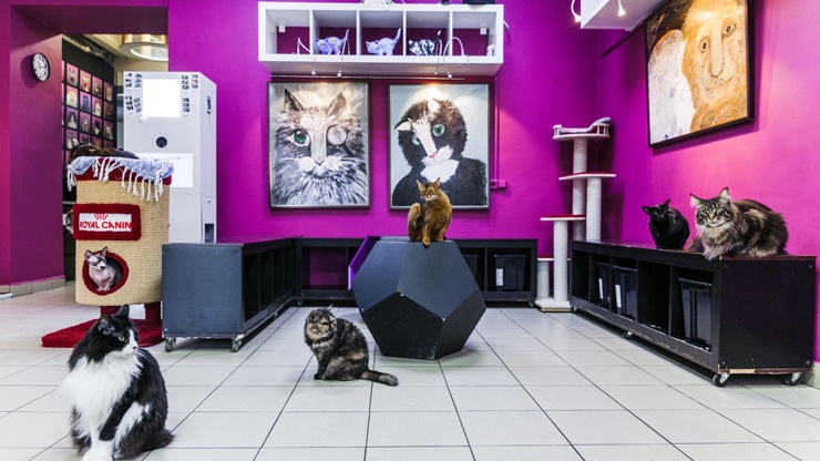 кафе «Республика кошек»