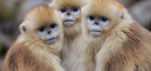 Рокселланов ринопитек