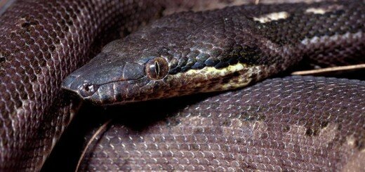 Древесный маскаренский удав