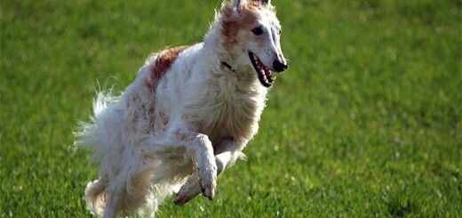 Русская псовая борзая