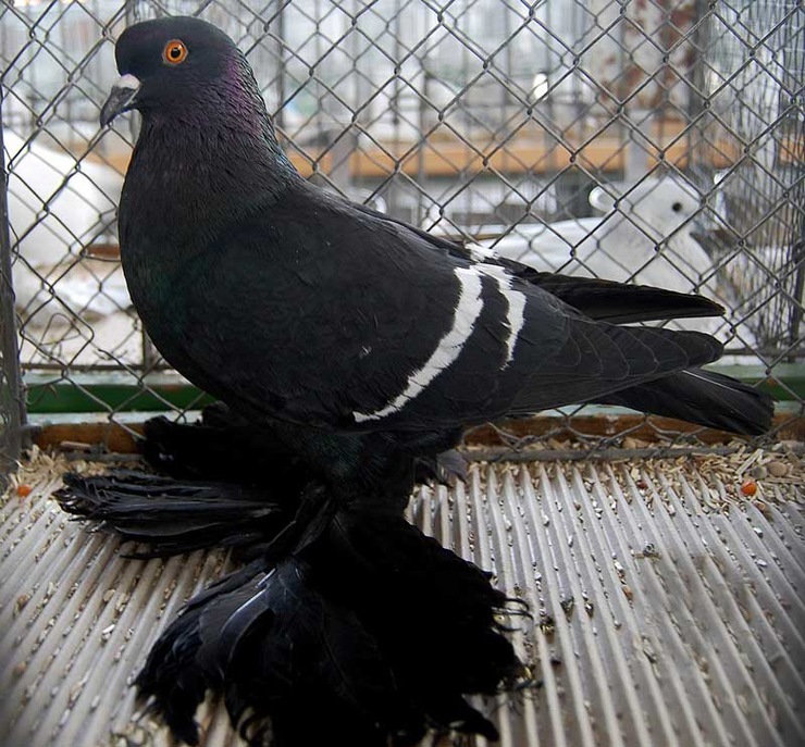 Саксонский полевой голубь