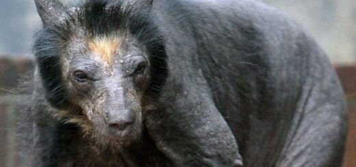 Секретное оружие США