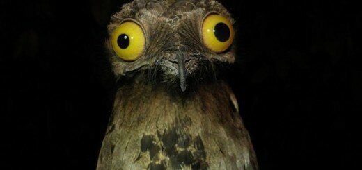 Серый лесной козодой