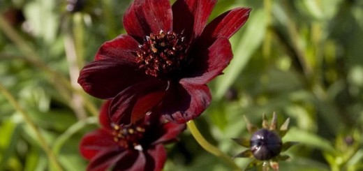 Шоколадная космея