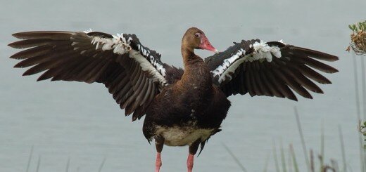 Шпорцевый гусь