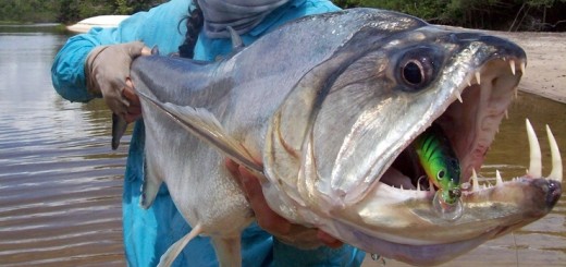 Скумбриевидный гидролик