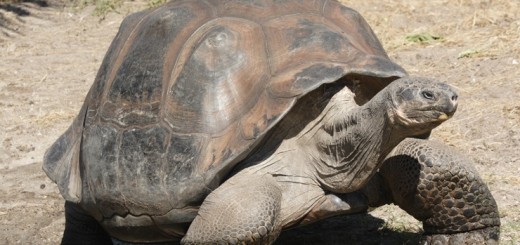 Слоновая черепаха