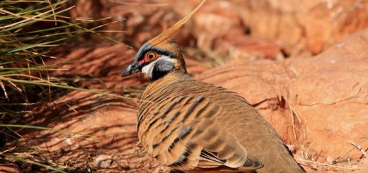 Spinifex