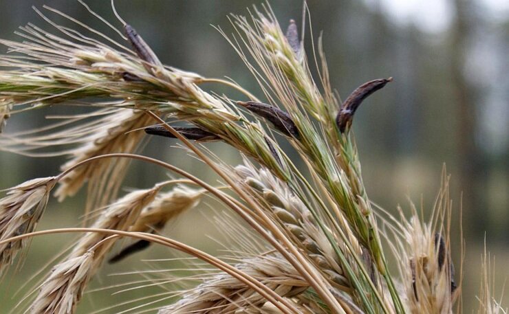 Спорынья пурпурная