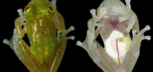 Стеклянные лягушки