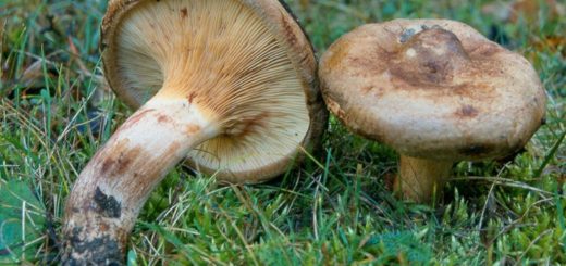 Свинушка тонкая