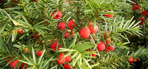 Тис ягодный