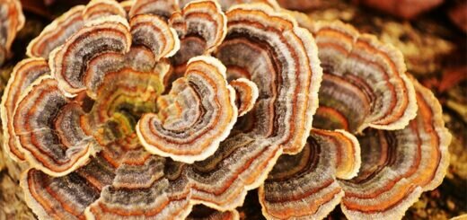 Траметес разноцветный