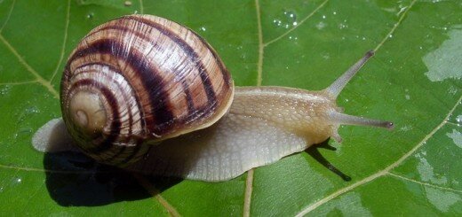 Виноградная улитка