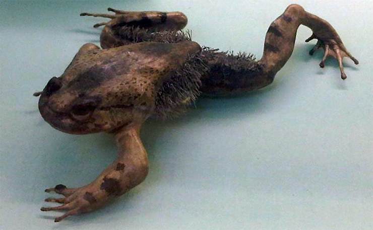 Волосатая лягушка