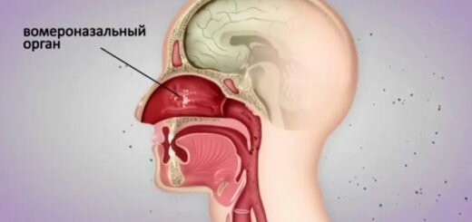 Вомероназальный орган
