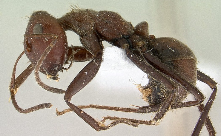 Взрывающийся муравей