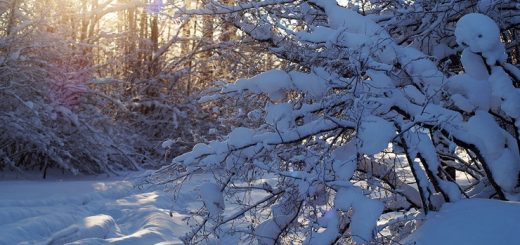 Заснеженный лес