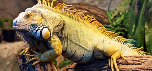 Зелёная игуана