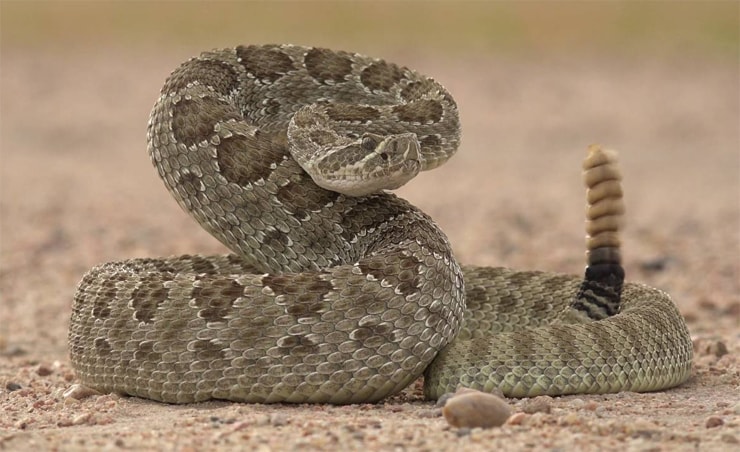 Зелёный гремучник