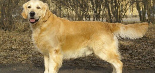 Золотистый ретривер