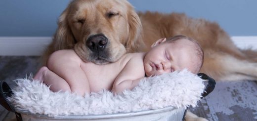 Золотистый ретривер и ребенок