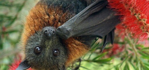 австралийские Летучие лисицы