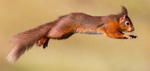 белка в полете