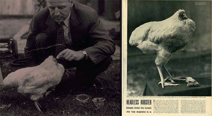 безголовый петух Майк 