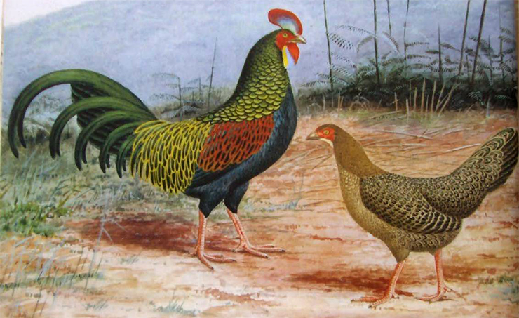 древние куры