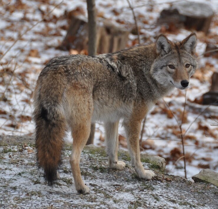 гибрид Coywolf