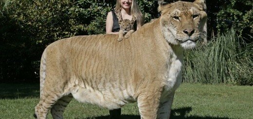 гибридное животное Лигр