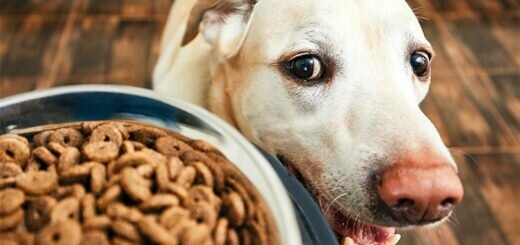 голодная собака